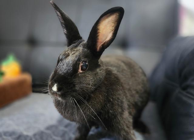 Enlarge Luna, a Adoptable Rex in Navarre, FL image 2/2