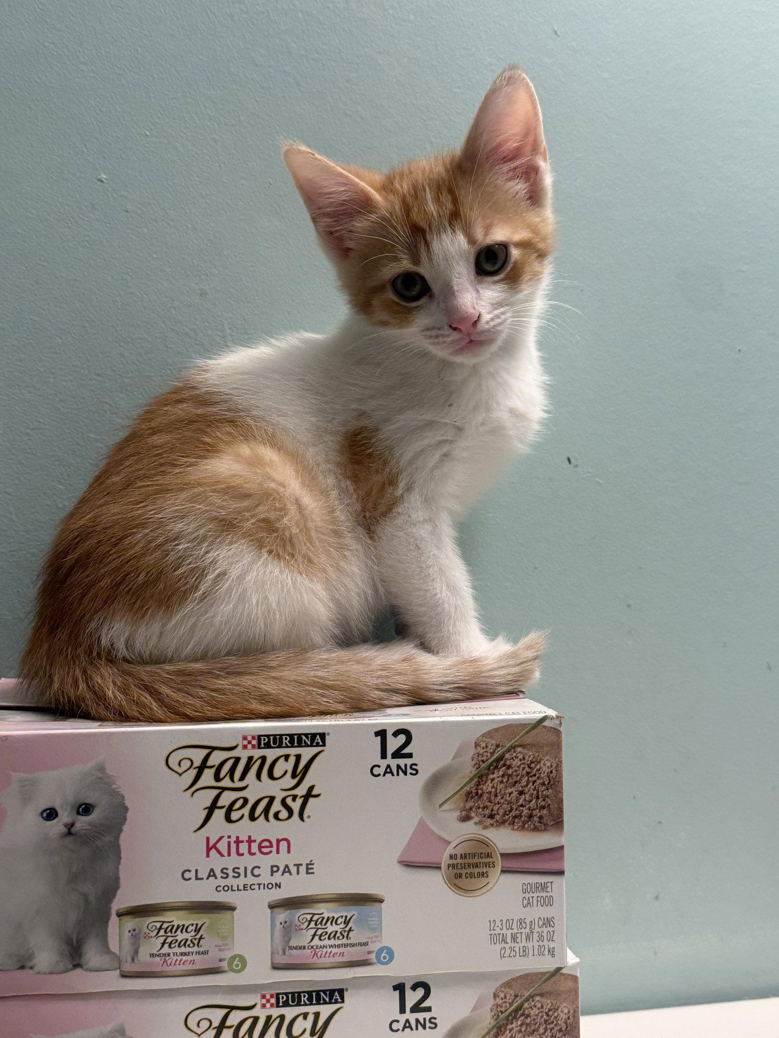 Van, Adoptable, Kitten Male Tabby.