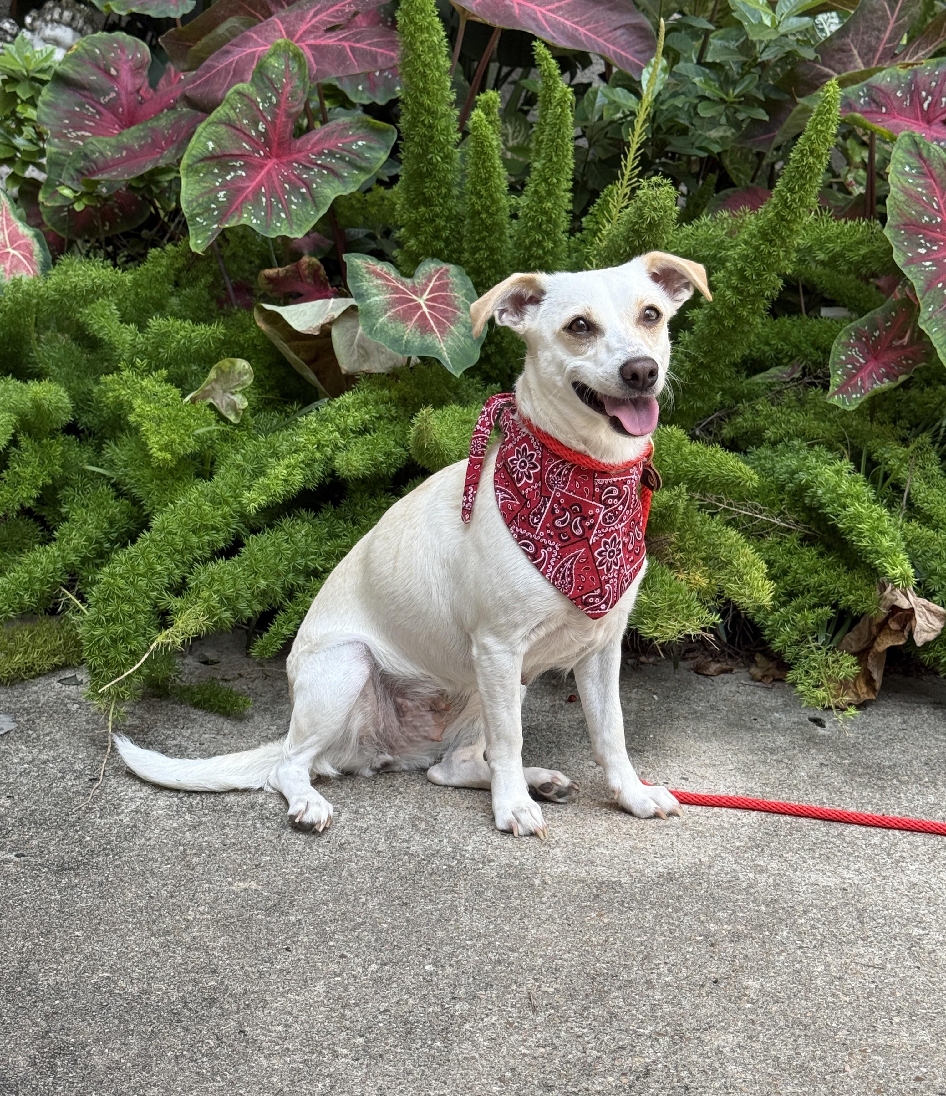 Dolley Madison, Adoptable, Young Female Dachshund.