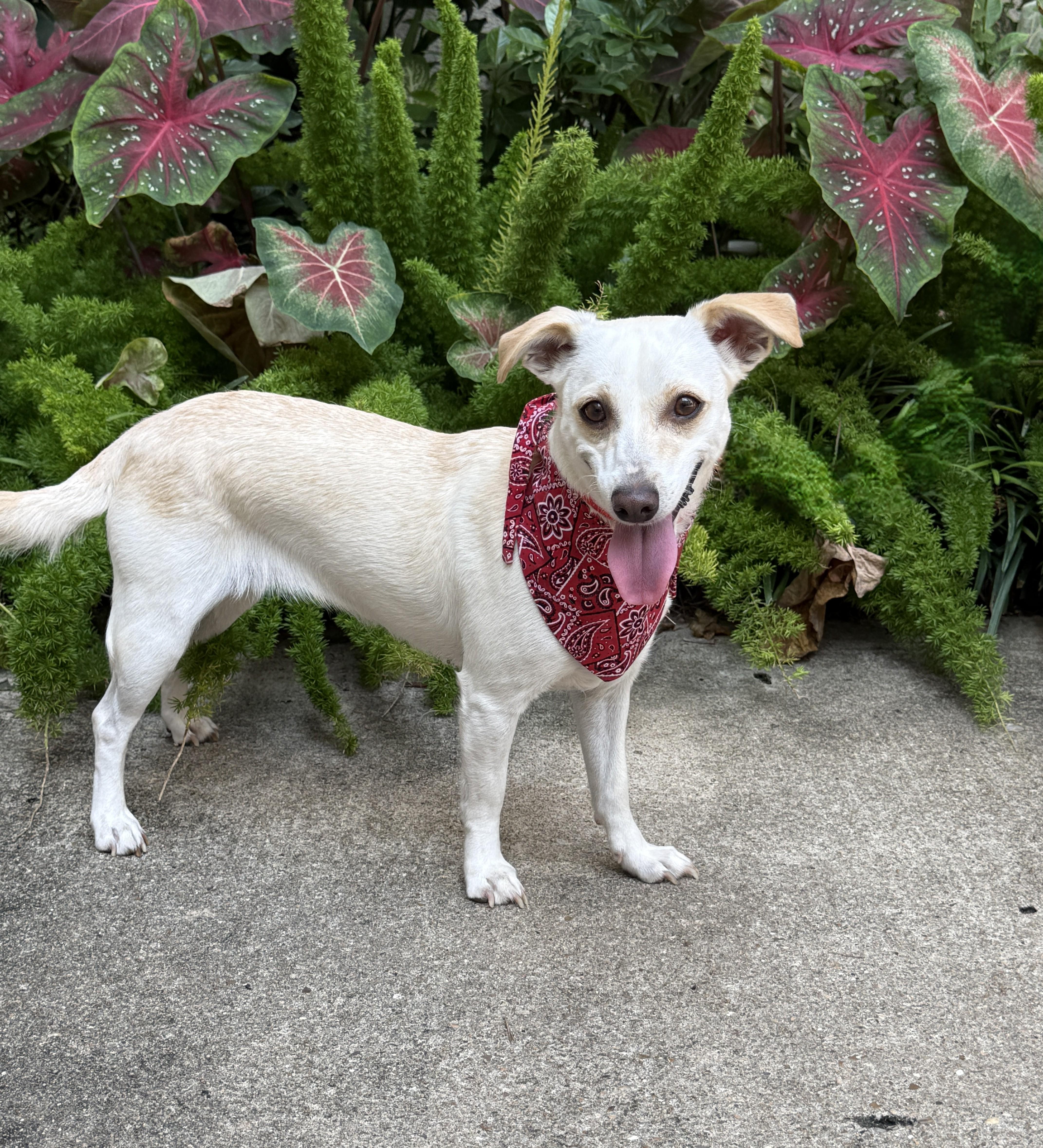Dolley Madison, a Adoptable mixed breed in Houston, TX image 5/6