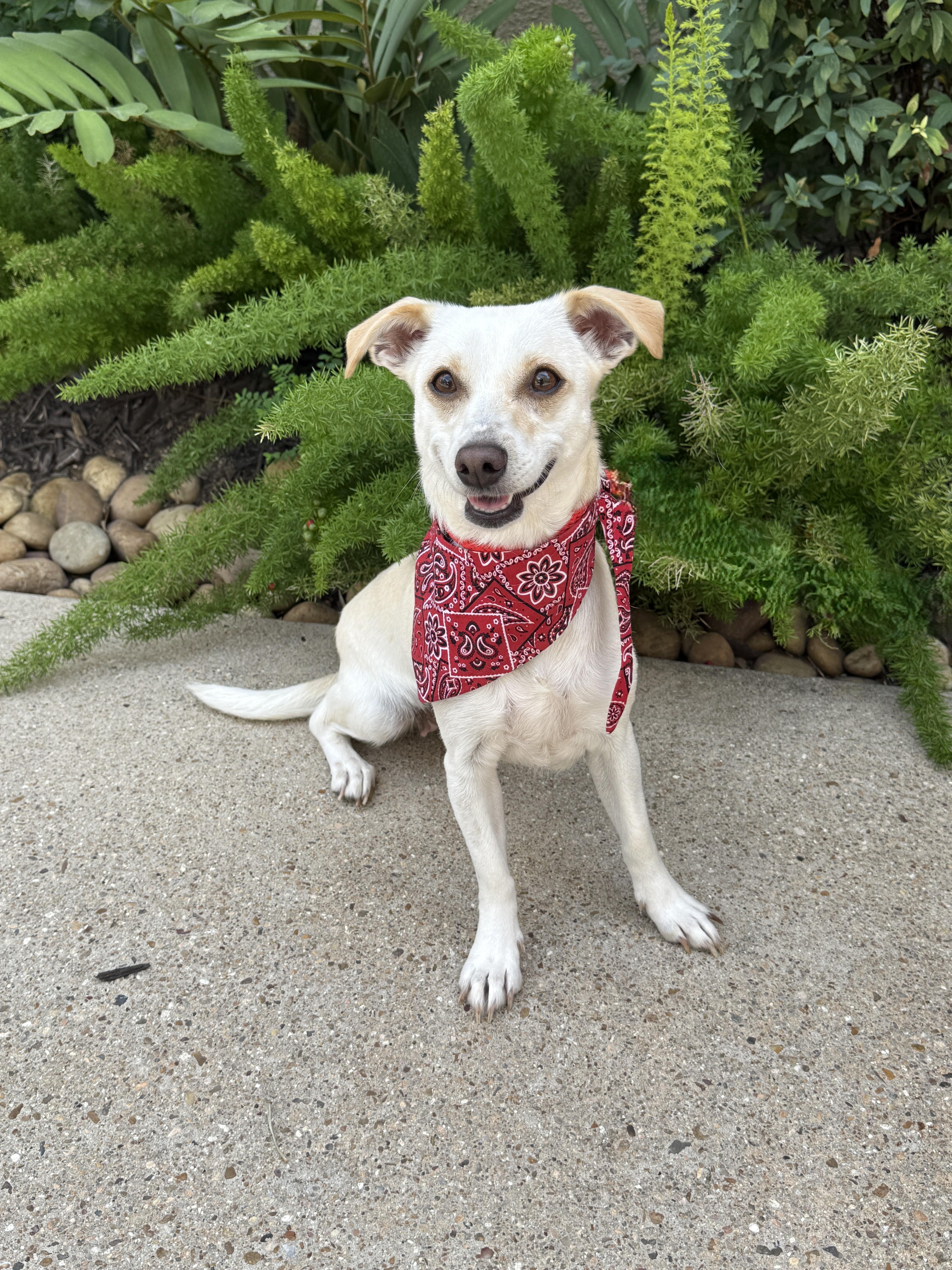 Dolley Madison, a Adoptable mixed breed in Houston, TX image 1/6