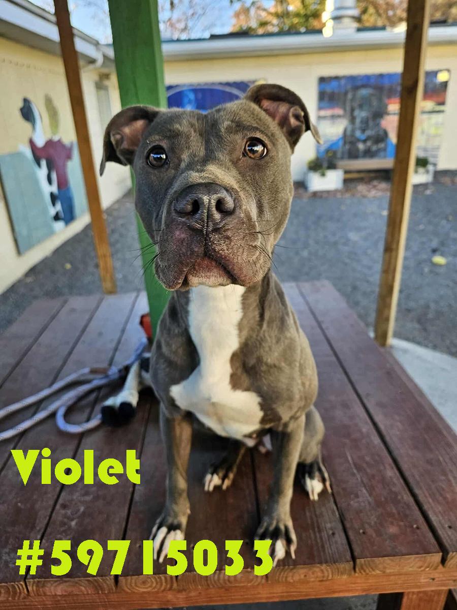 Enlarge Violet, a ADOPTABLE mixed breed in Wilkes Barre, PA image 1/1
