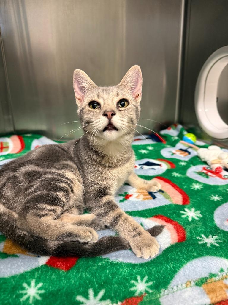 Coconut, Adoptable, Kitten Female Domestic Short Hair.