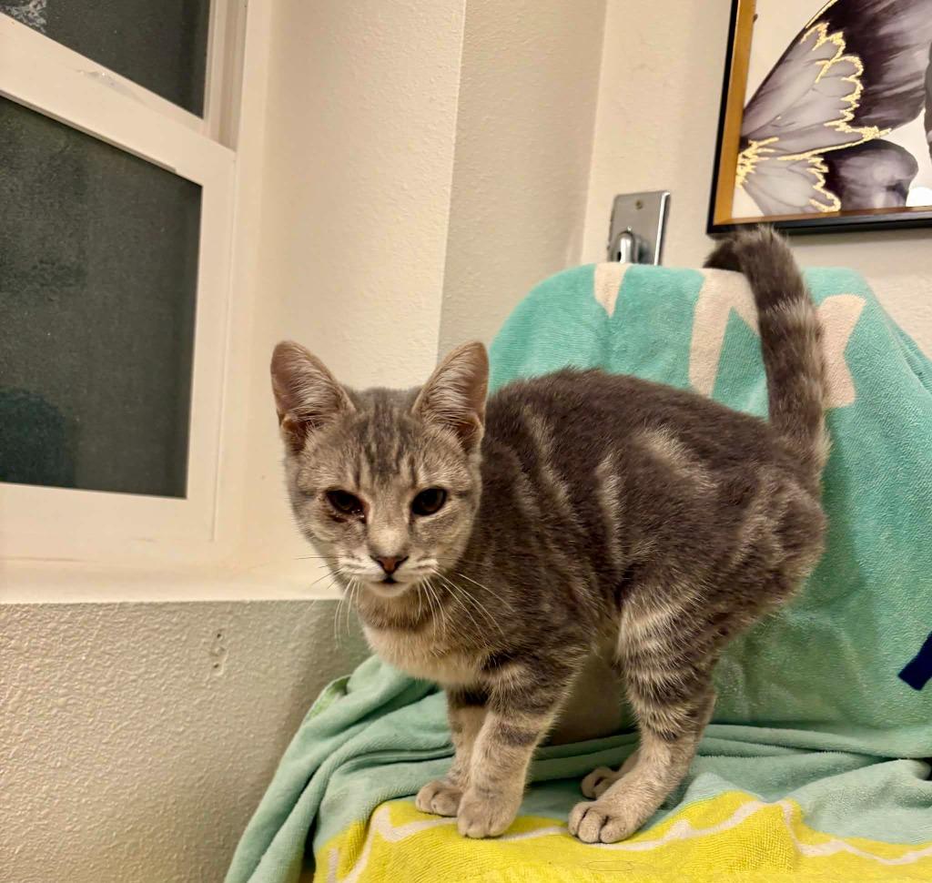 Enlarge Coconut, a Adoptable mixed breed in Grants Pass, OR image 2/5