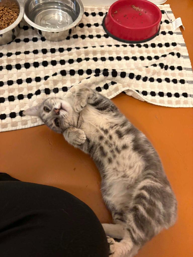 Enlarge Coconut, a Adoptable mixed breed in Grants Pass, OR image 3/5