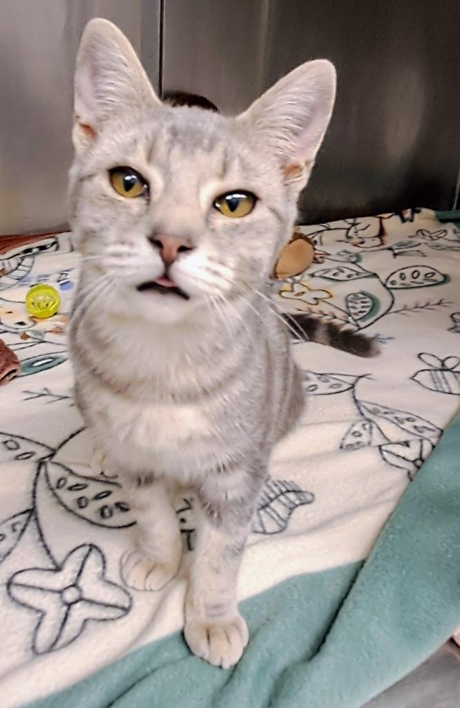 Enlarge Coconut, a Adoptable mixed breed in Grants Pass, OR image 4/5