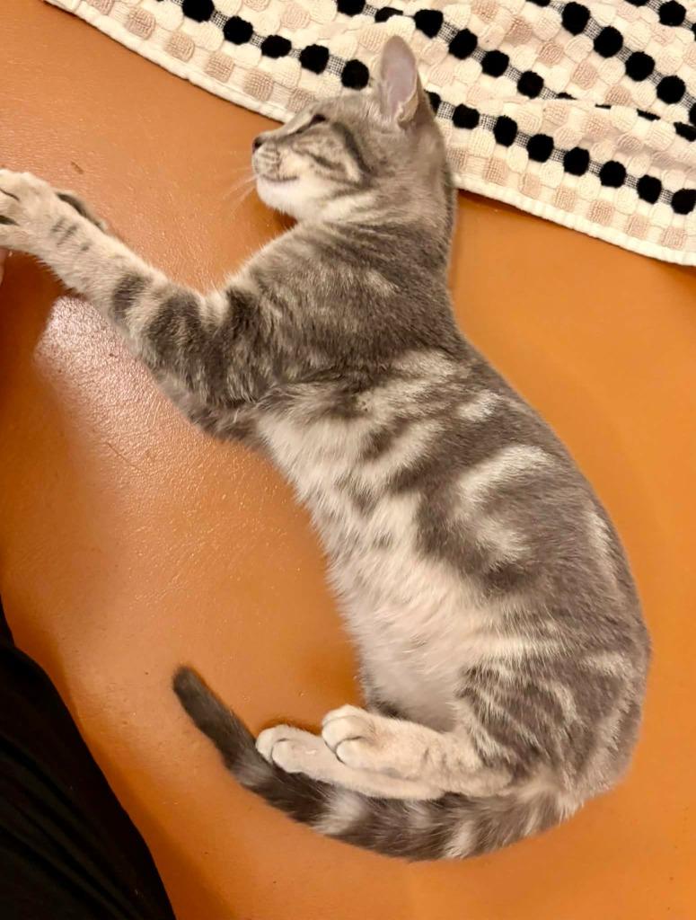 Enlarge Coconut, a Adoptable mixed breed in Grants Pass, OR image 5/5