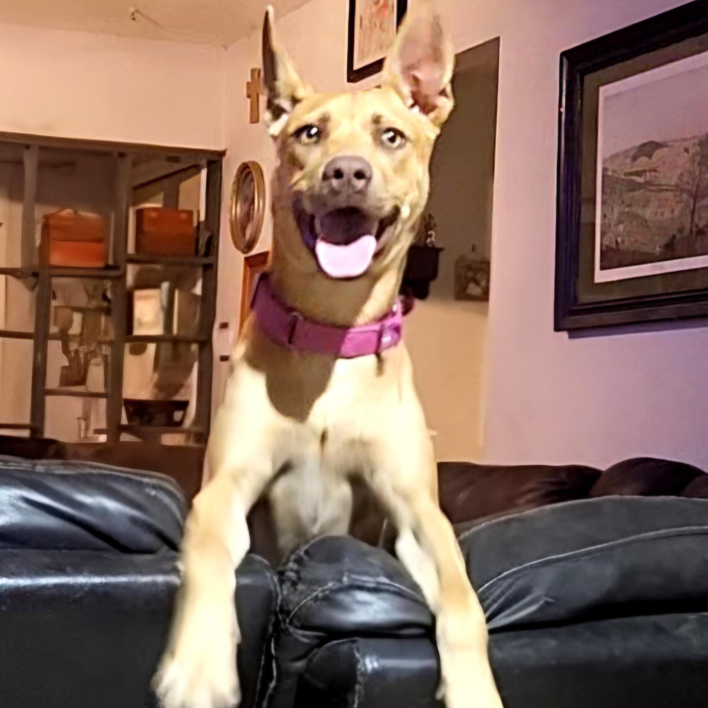 Zoey — thumbnail 4