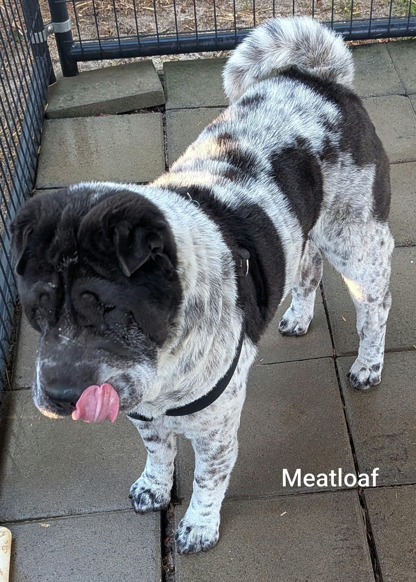 Enlarge MEATLOAF - Bio coming soon, a Adoptable Shar-Pei in Cameron, NC image 2/6
