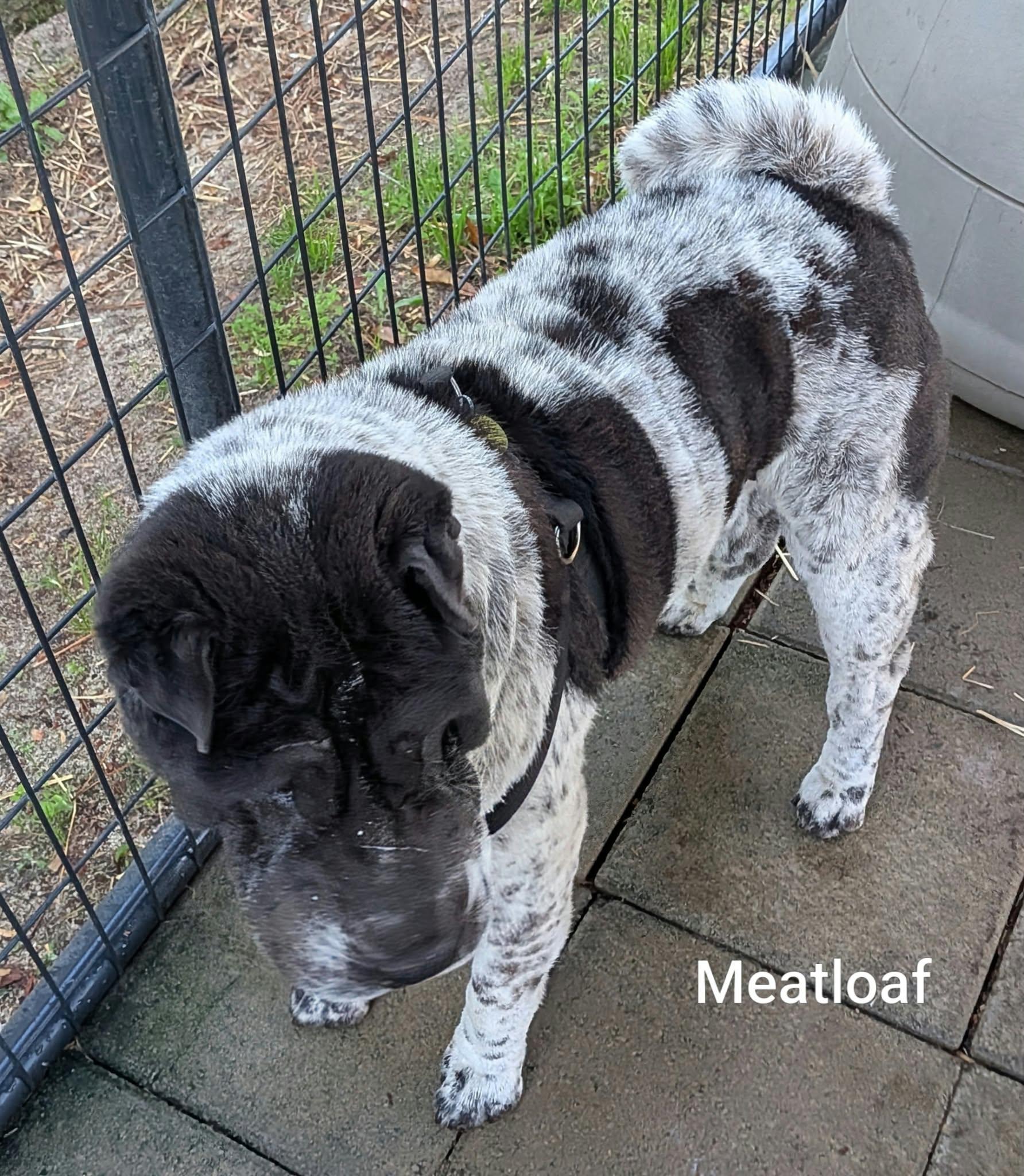 Enlarge MEATLOAF - Bio coming soon, a Adoptable Shar-Pei in Cameron, NC image 4/6