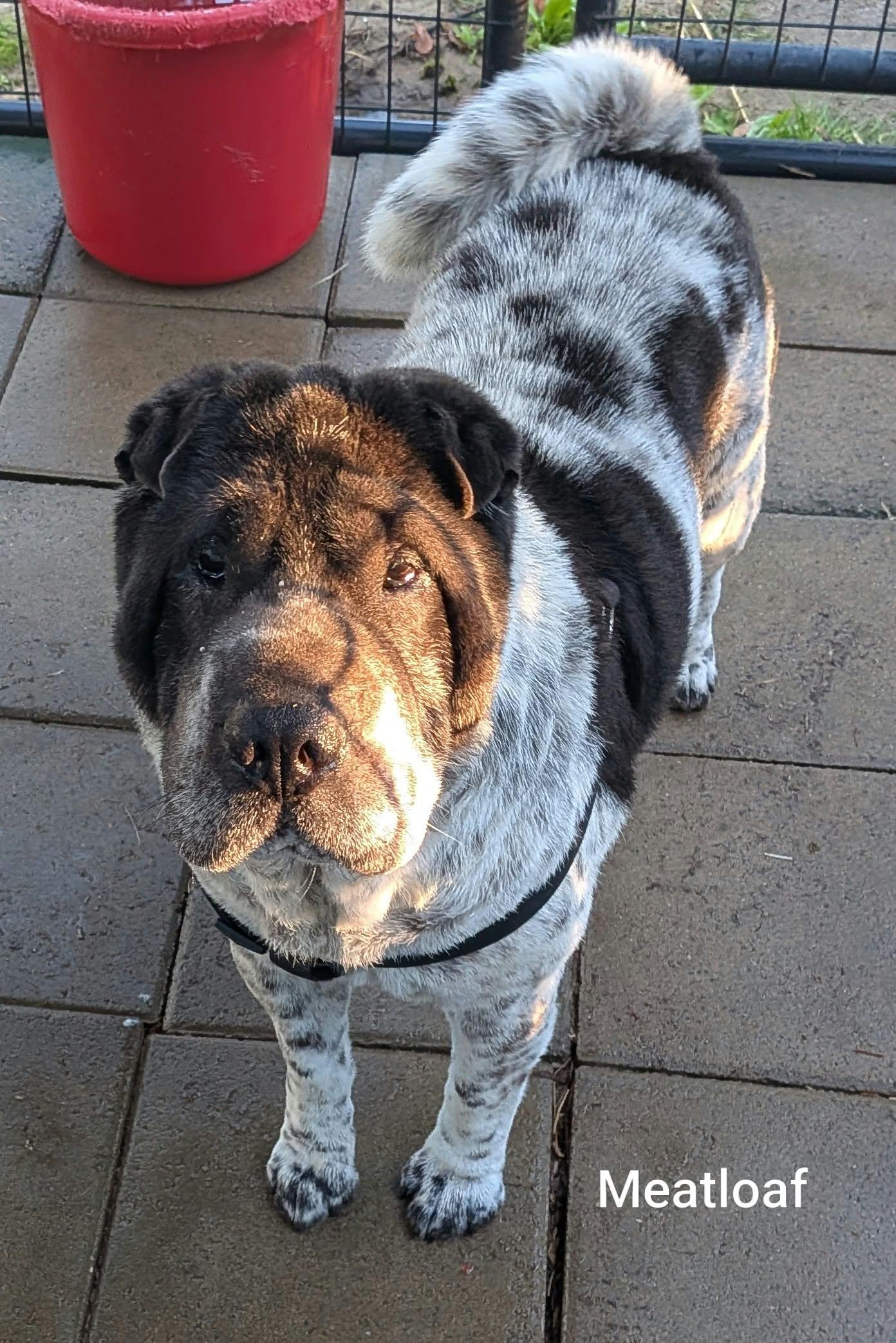 Enlarge MEATLOAF - Bio coming soon, a Adoptable Shar-Pei in Cameron, NC image 6/6