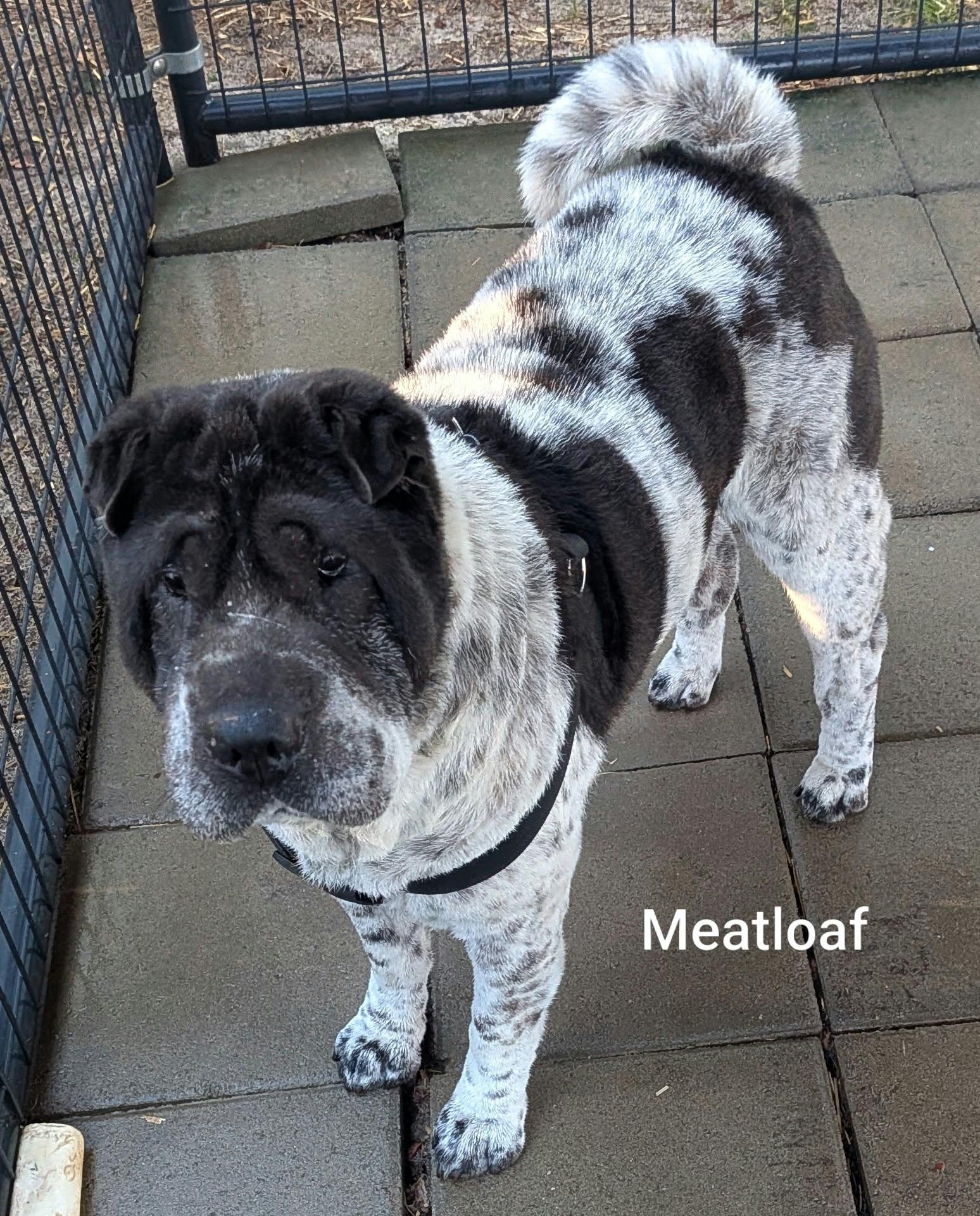 Enlarge MEATLOAF - Bio coming soon, a Adoptable Shar-Pei in Cameron, NC image 3/6