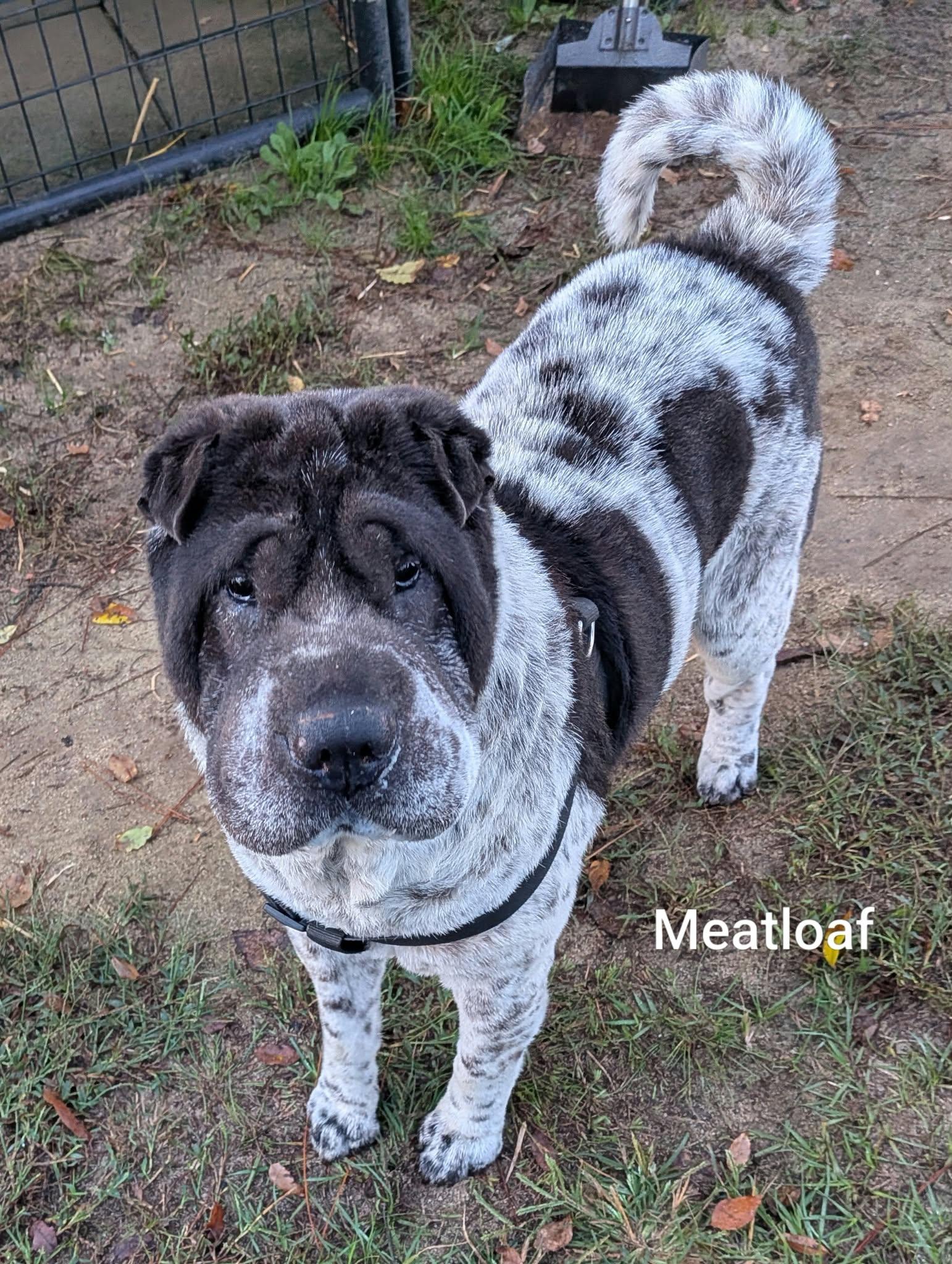 MEATLOAF - Bio coming soon, Adoptable, Adult Male Shar-Pei.