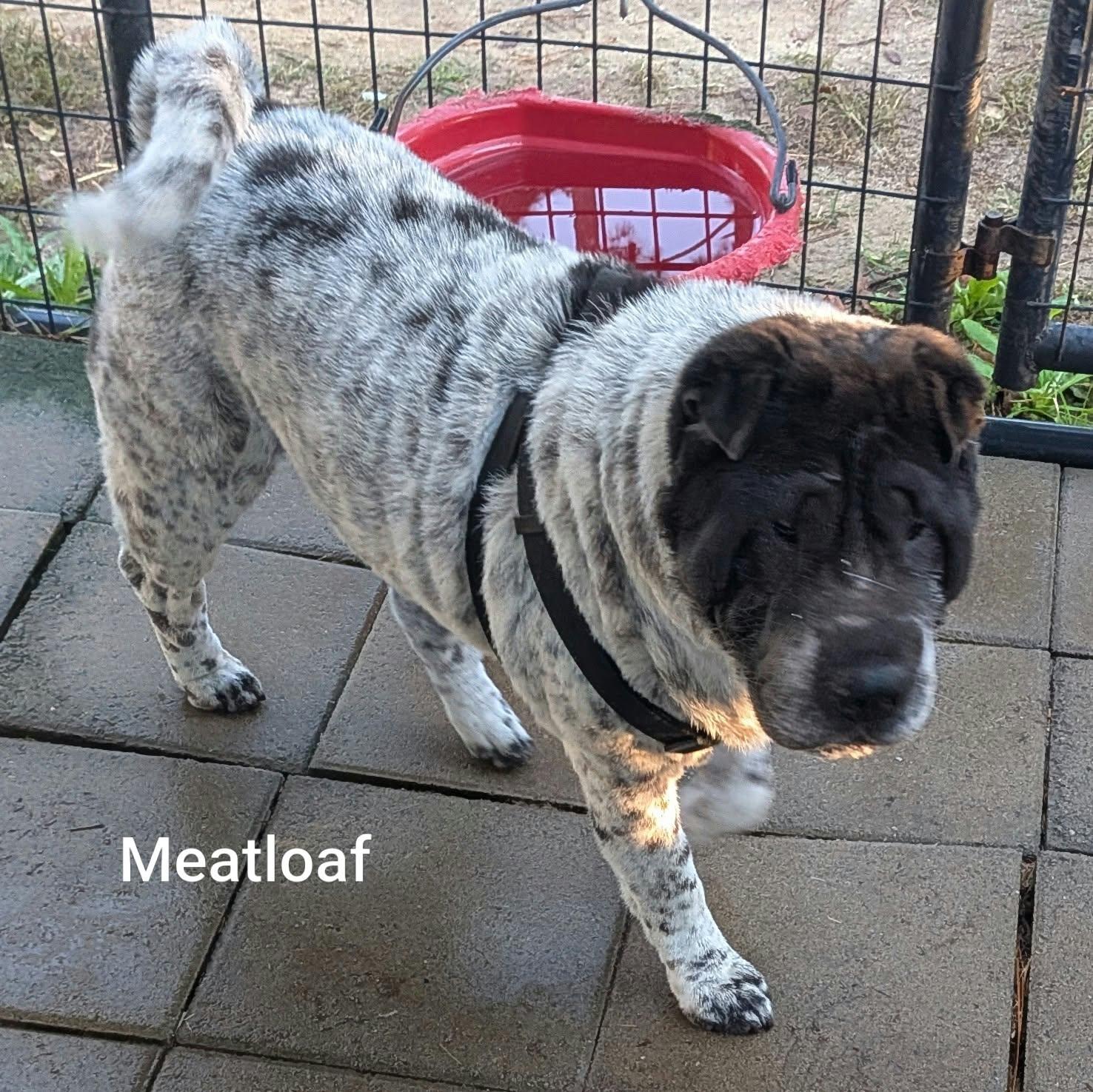Enlarge MEATLOAF - Bio coming soon, a Adoptable Shar-Pei in Cameron, NC image 5/6