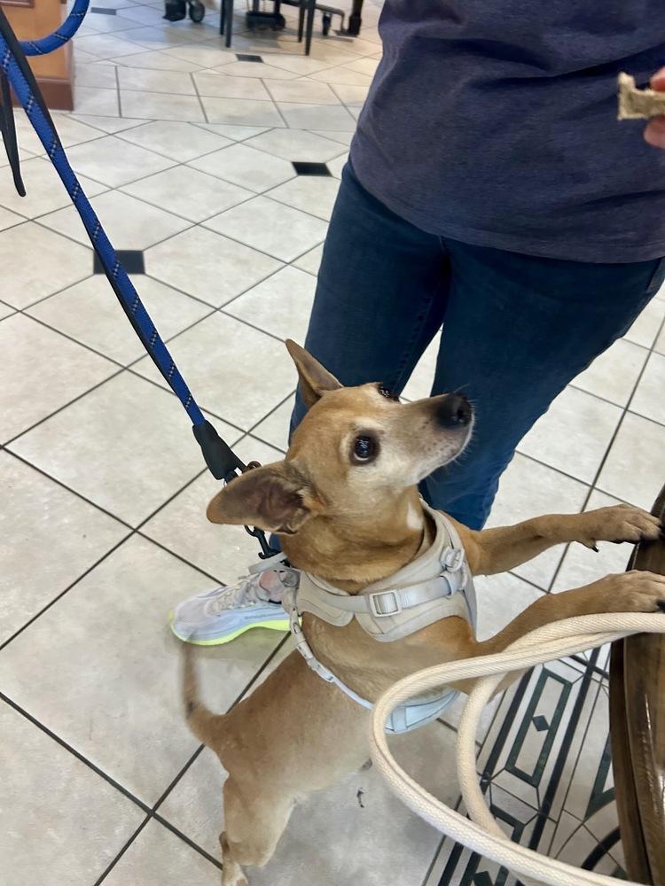 Zeus, Adoptable, Young Male Chihuahua.