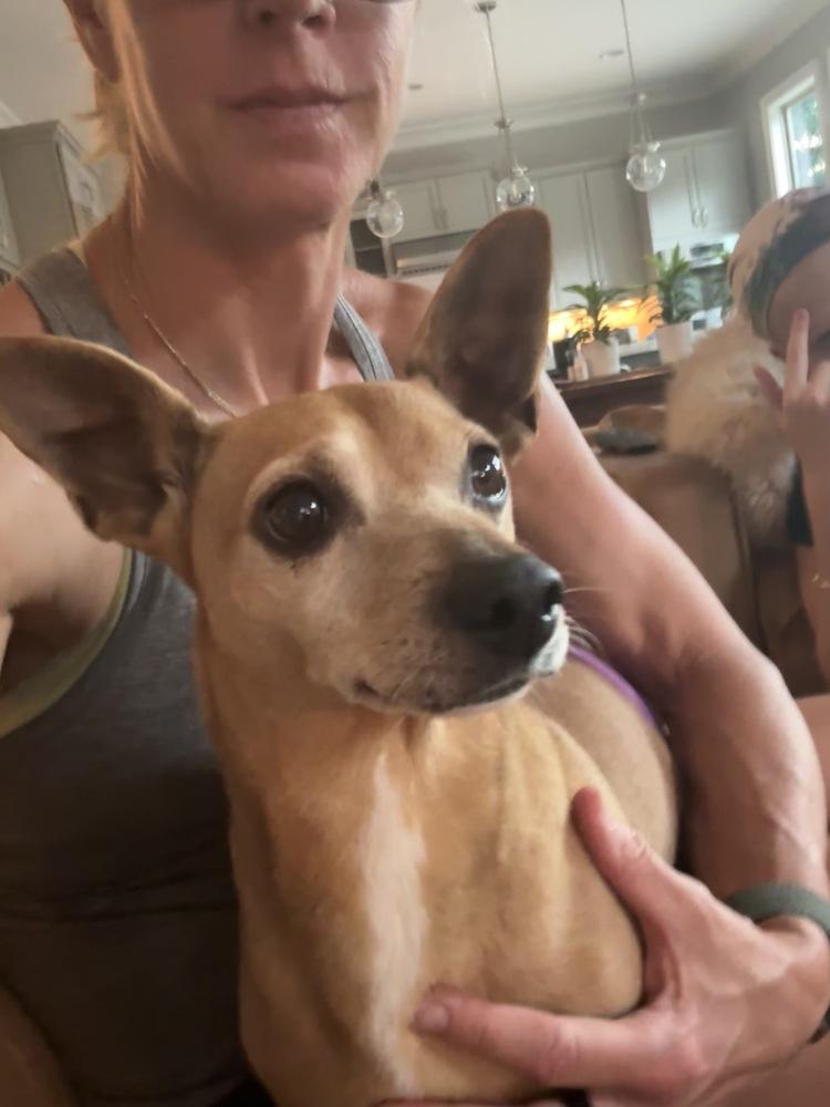 Enlarge Zeus, a Adoptable Chihuahua in Marietta, GA image 2/6