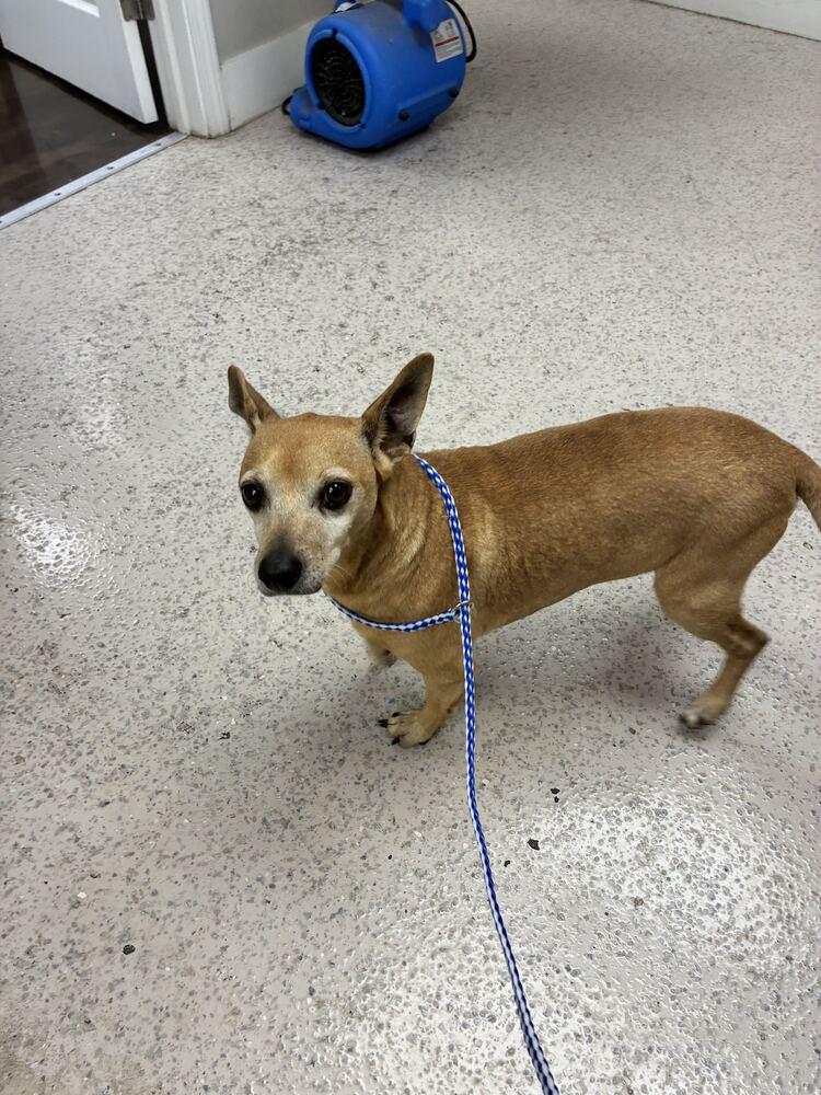 Enlarge Zeus, a Adoptable Chihuahua in Marietta, GA image 3/6