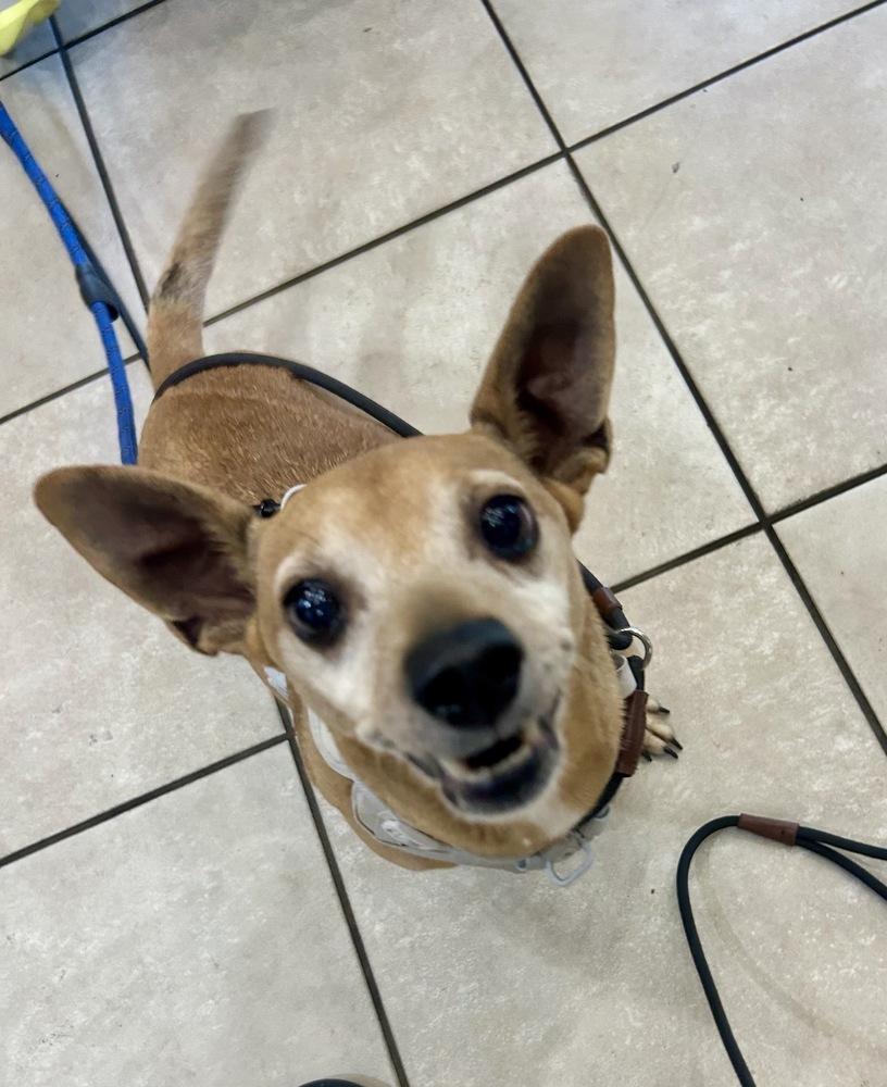 Enlarge Zeus, a Adoptable Chihuahua in Marietta, GA image 4/6