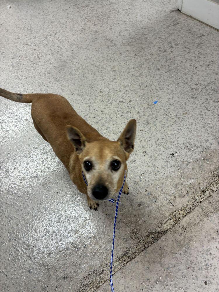 Enlarge Zeus, a Adoptable Chihuahua in Marietta, GA image 5/6