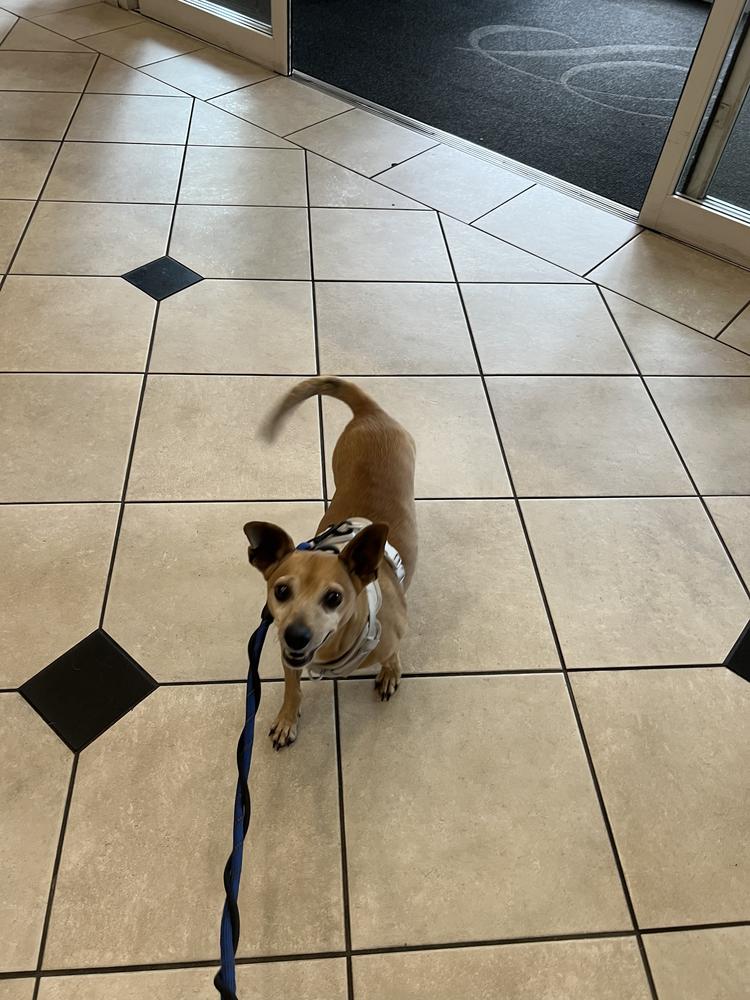 Enlarge Zeus, a Adoptable Chihuahua in Marietta, GA image 6/6