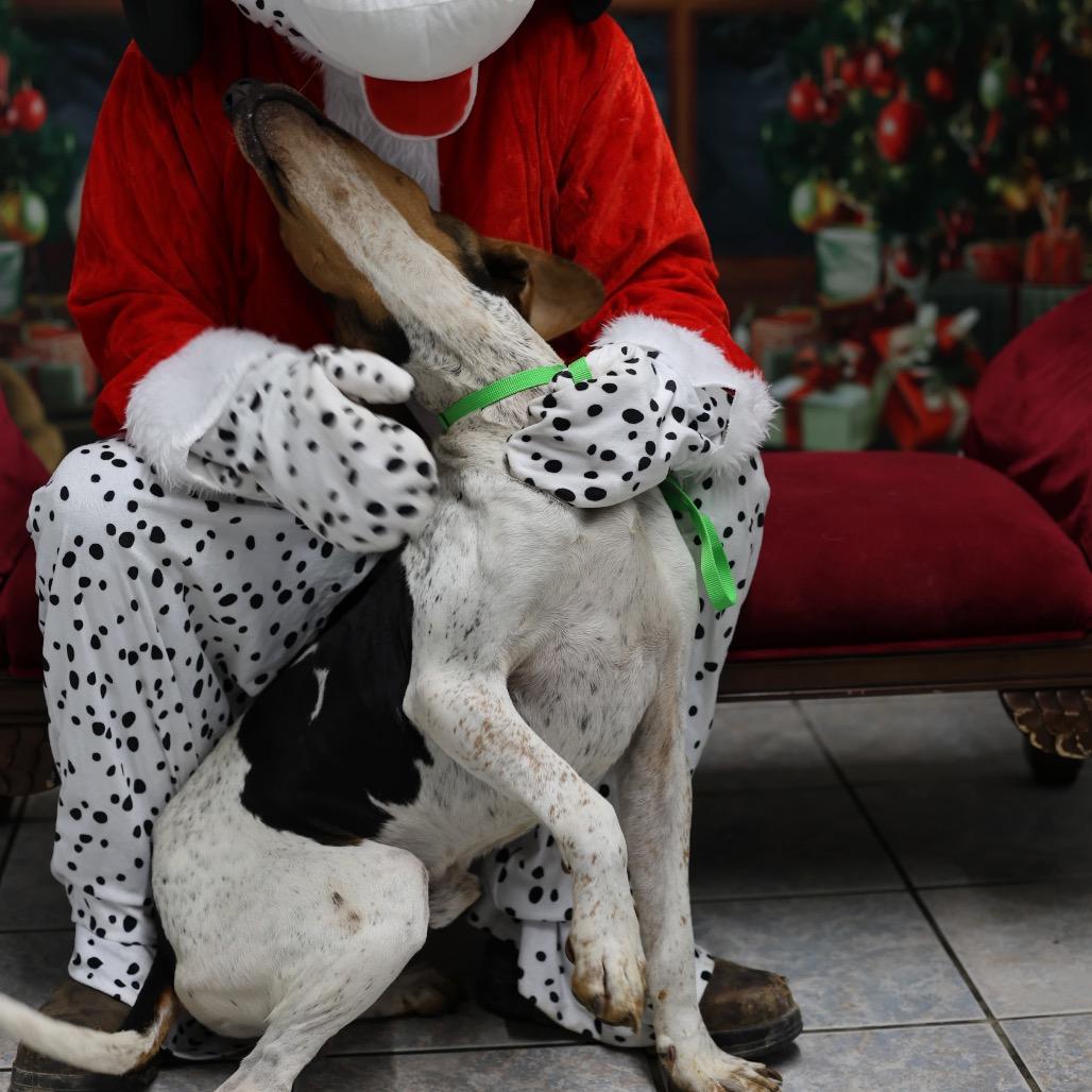 Ron, Adoptable, Adult Male Coonhound & Mixed Breed.