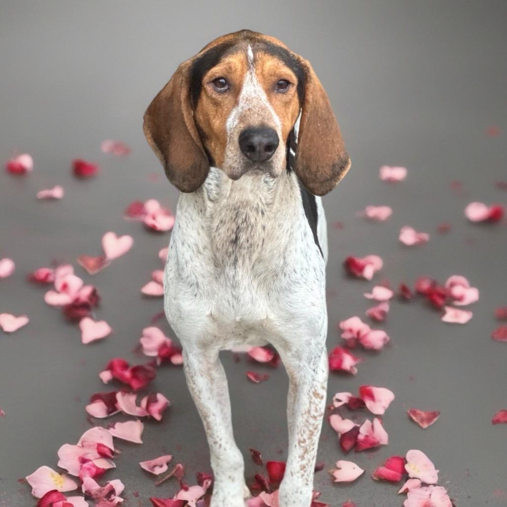 Enlarge Ron, a Adoptable mixed breed in Corbin, KY image 6/6