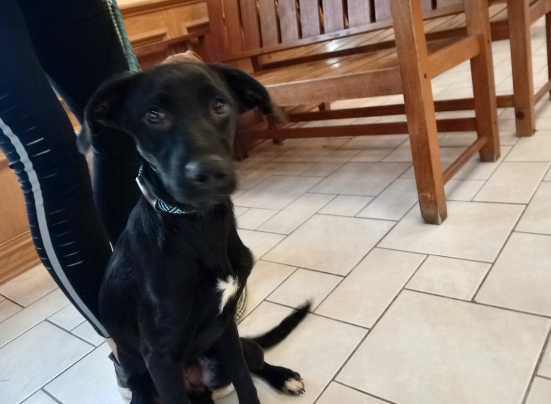 Beau, Adoptable, Young Male Fox Terrier & Irish Terrier.