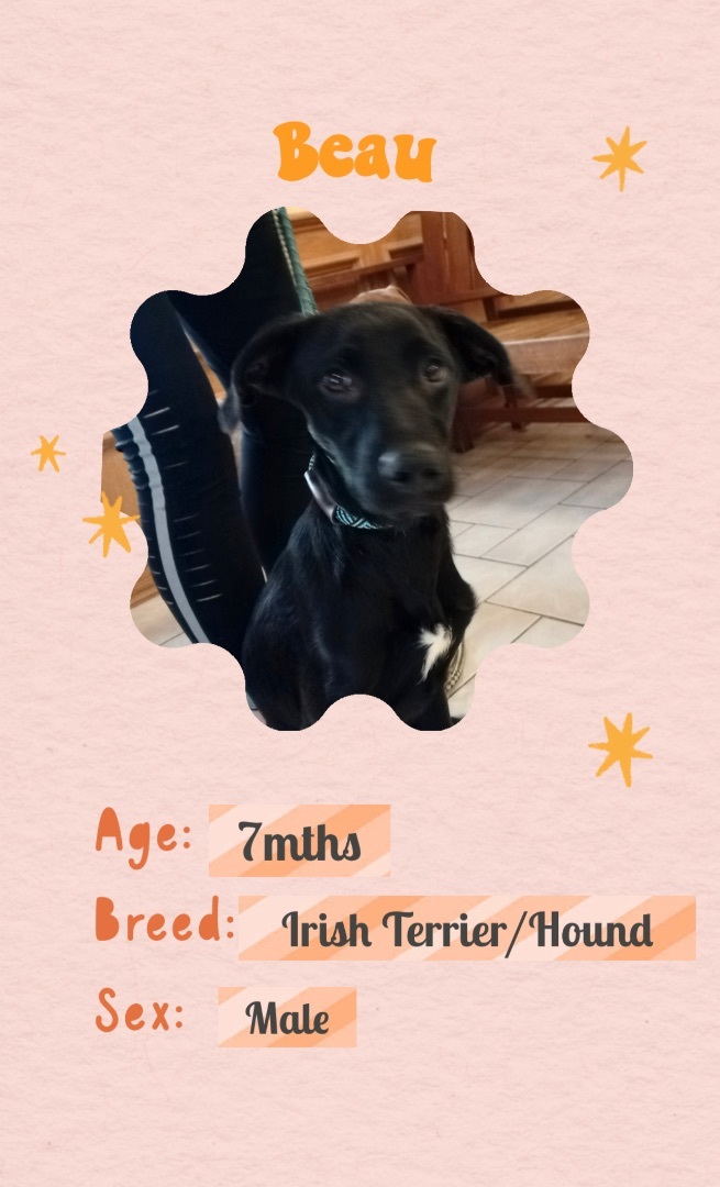 Beau, a Adoptable mixed breed in Bixby, OK image 2/4