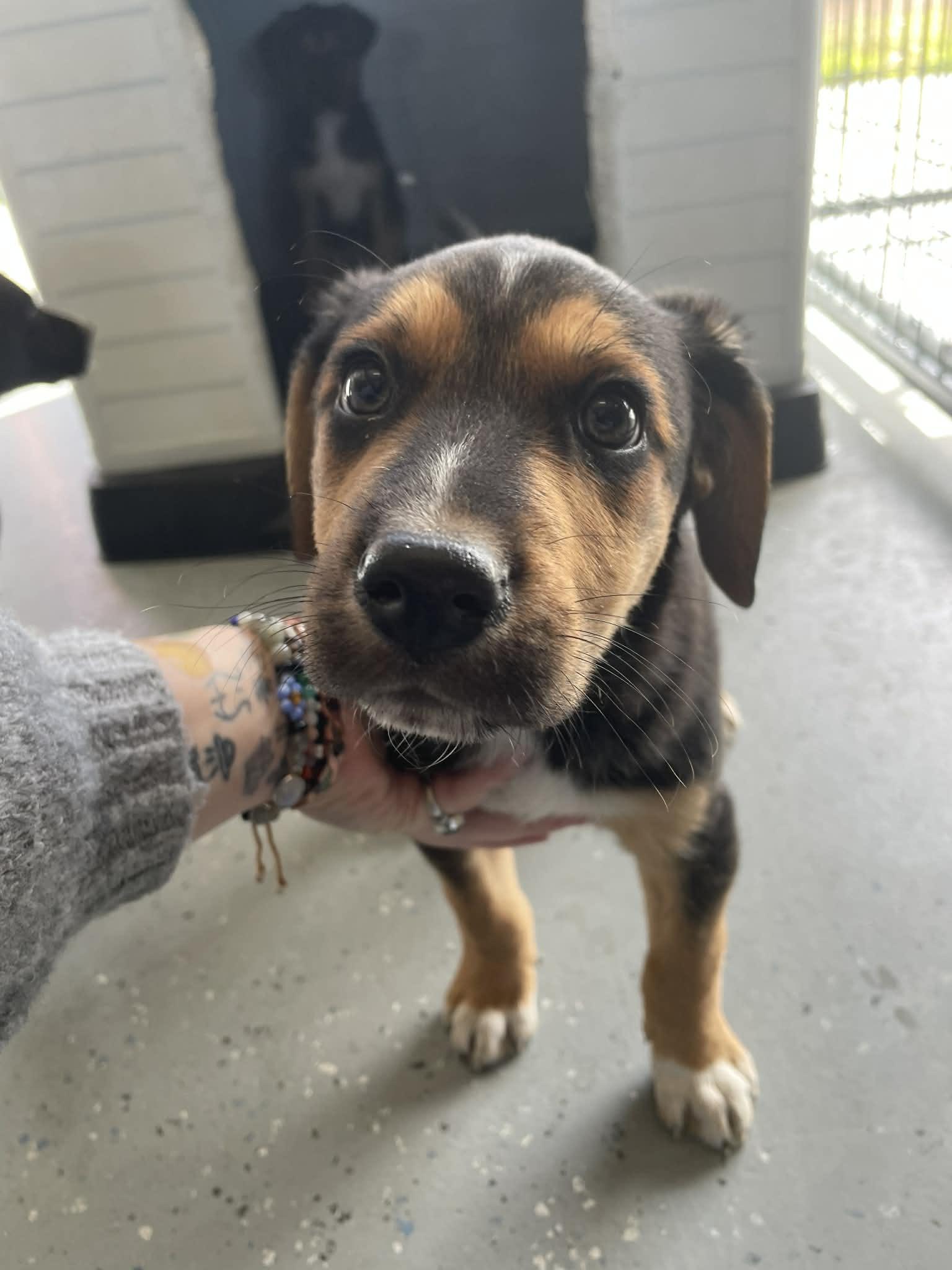 Enlarge Kayla, an adopted Mixed Breed in Bishopville, SC image 1/1