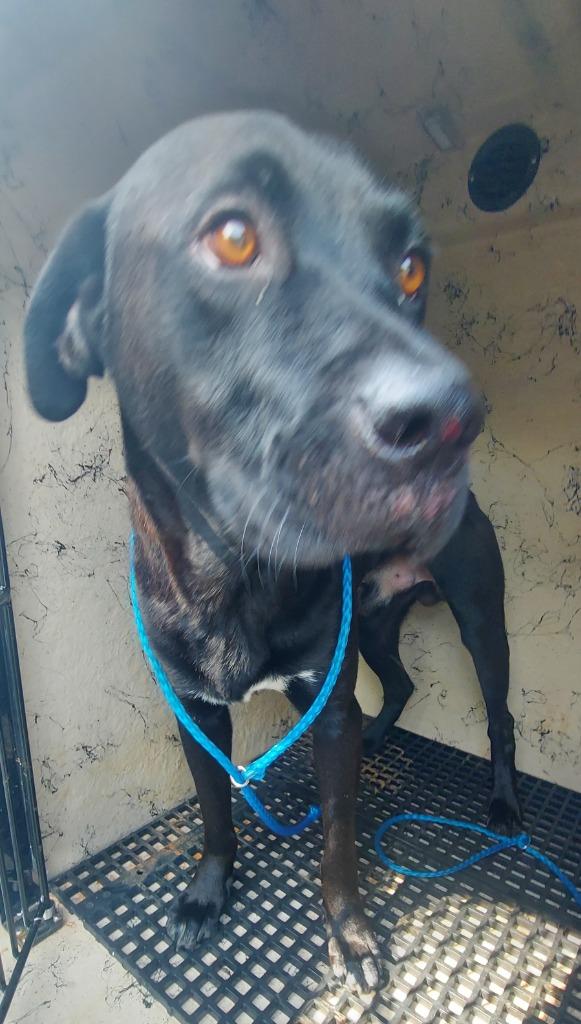 Enlarge Frank, a Adoptable mixed breed in Cartersville , GA image 1/1