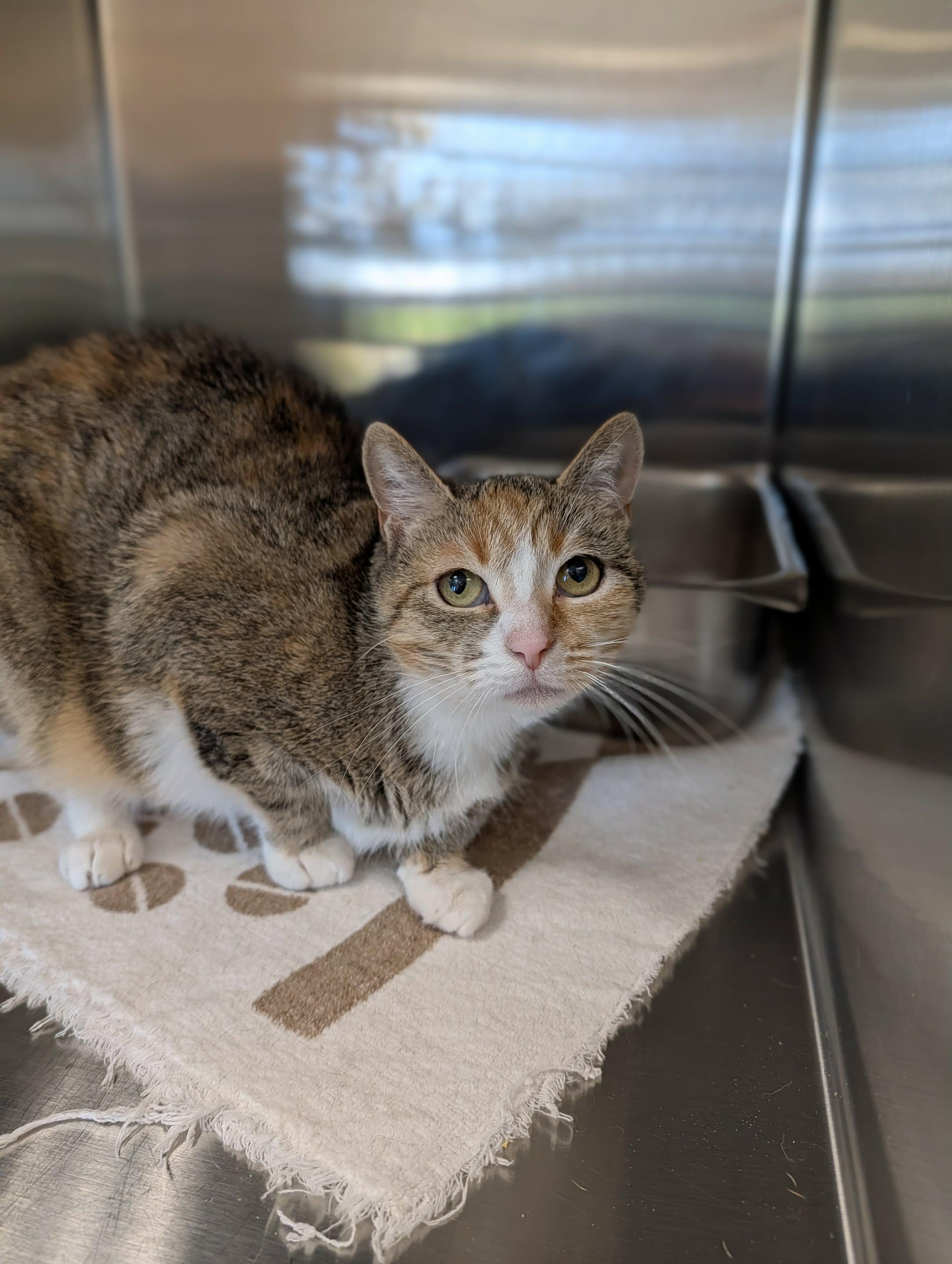 JoJo, Adoptable, Adult Female Domestic Short Hair.