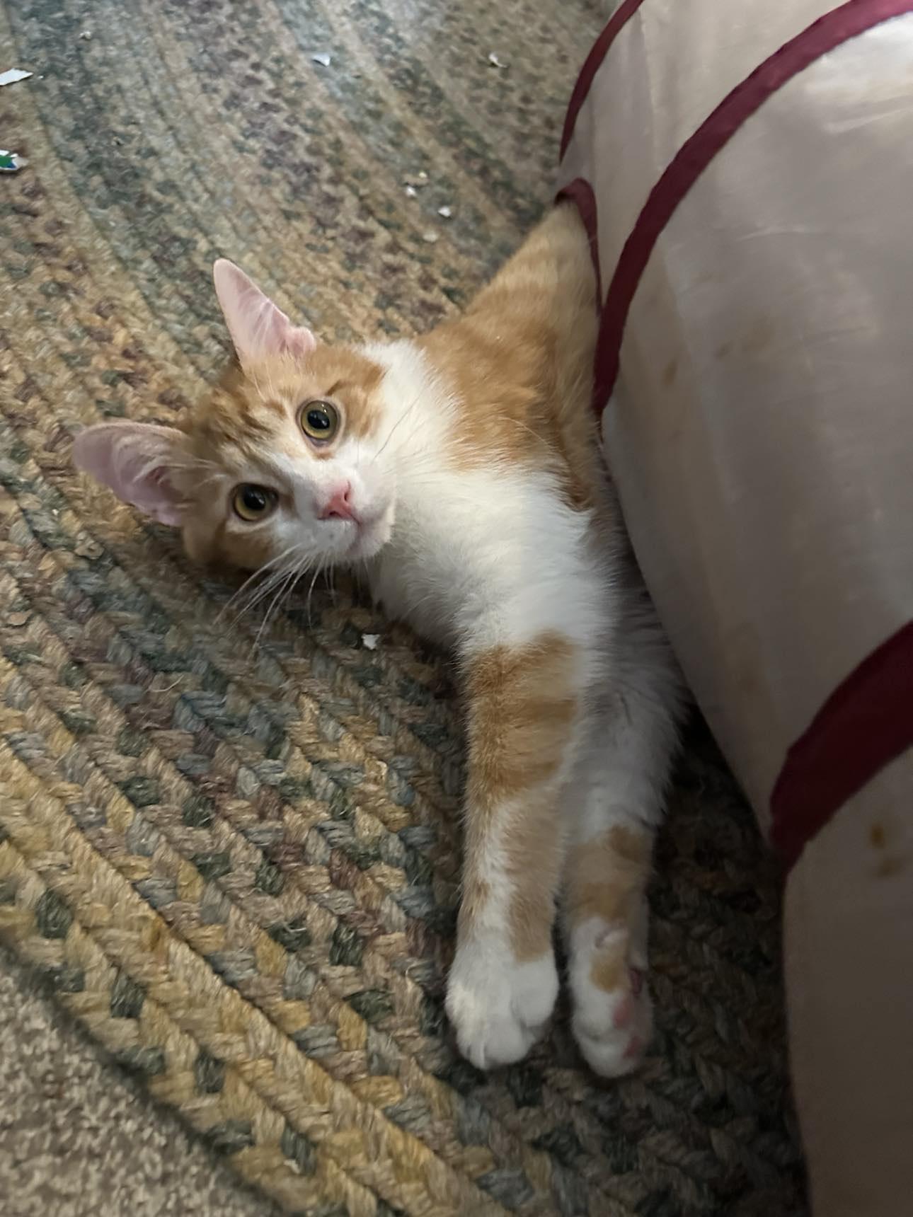 Ellsworth - sweetest boy!, Adoptable, Young Male Tabby & Domestic Short Hair.