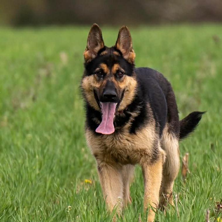 Gunner (26-165), Adoptable, Young Male German Shepherd Dog.