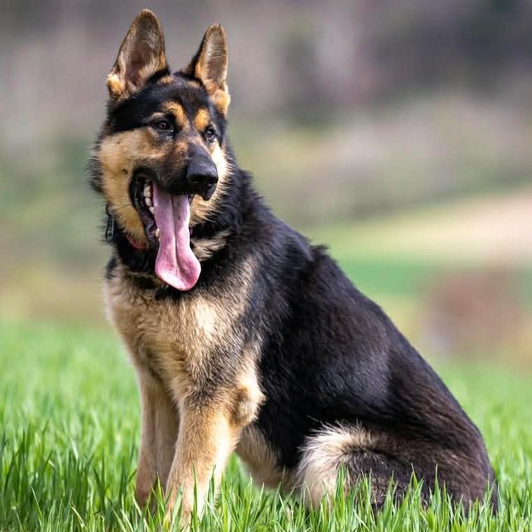 Enlarge Gunner (26-165), a Adoptable German Shepherd Dog in New Ringgold, PA image 2/6