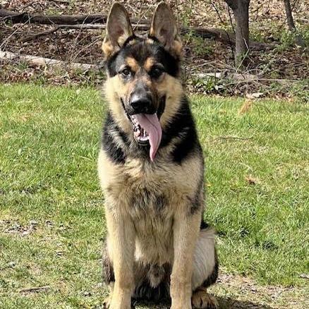 Enlarge Gunner (26-165), a Adoptable German Shepherd Dog in New Ringgold, PA image 3/6