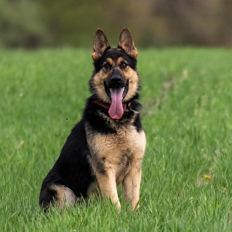 Enlarge Gunner (26-165), a Adoptable German Shepherd Dog in New Ringgold, PA image 4/6