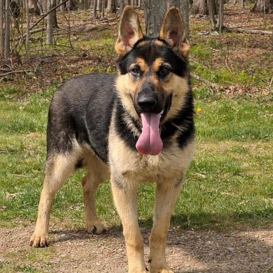 Enlarge Gunner (26-165), a Adoptable German Shepherd Dog in New Ringgold, PA image 5/6