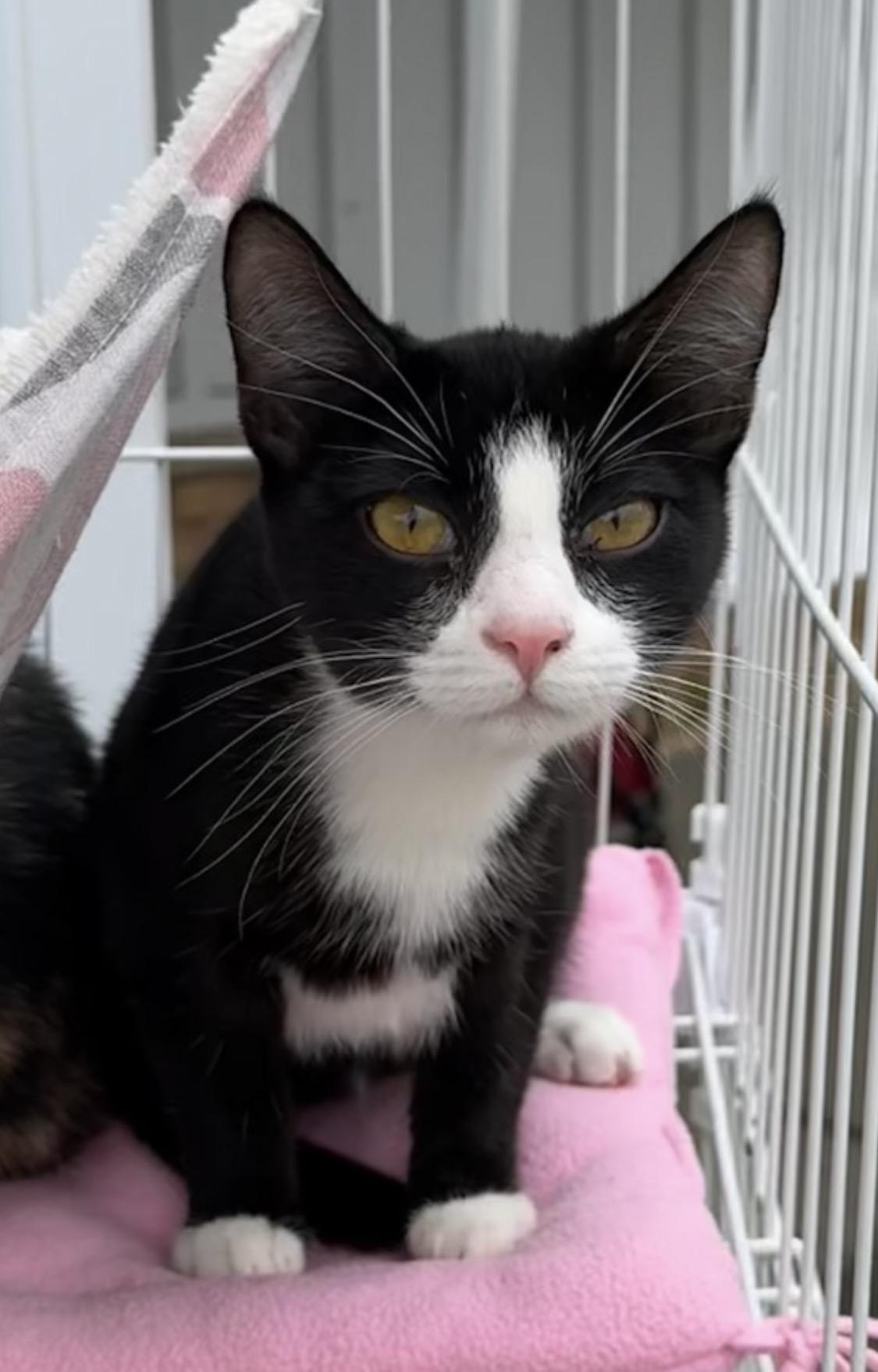 3 kittens males & female , ADOPTABLE, Kitten Male Domestic Short Hair.