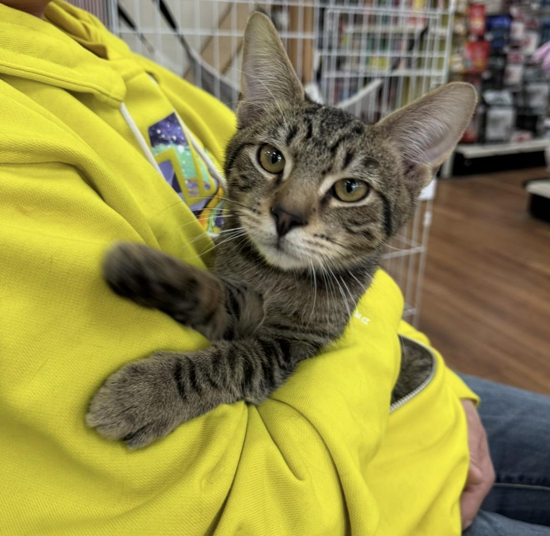 Enlarge 3 kittens males & female , a ADOPTABLE mixed breed in atlanta, GA image 3/5