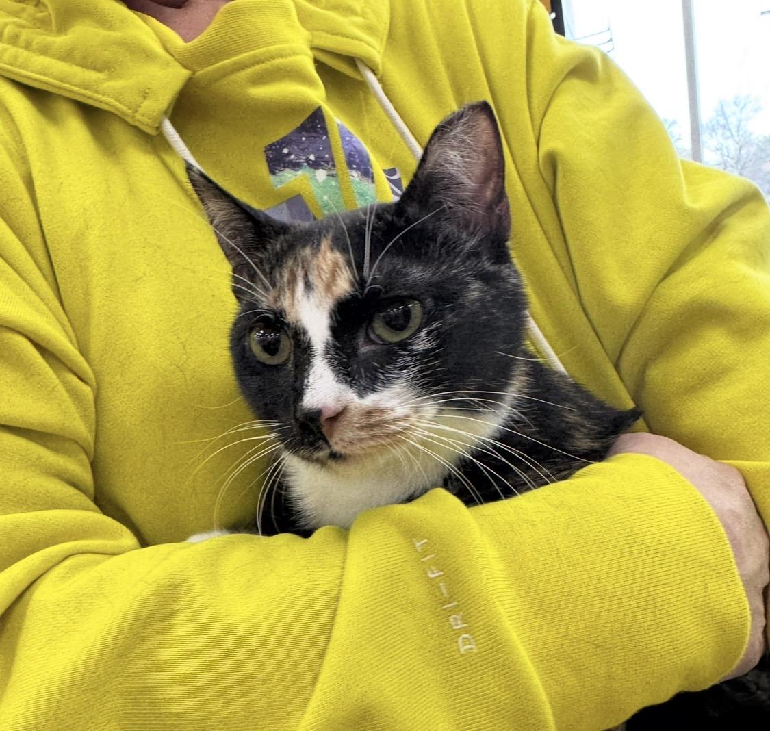 Enlarge 3 kittens males & female , a ADOPTABLE mixed breed in atlanta, GA image 2/5