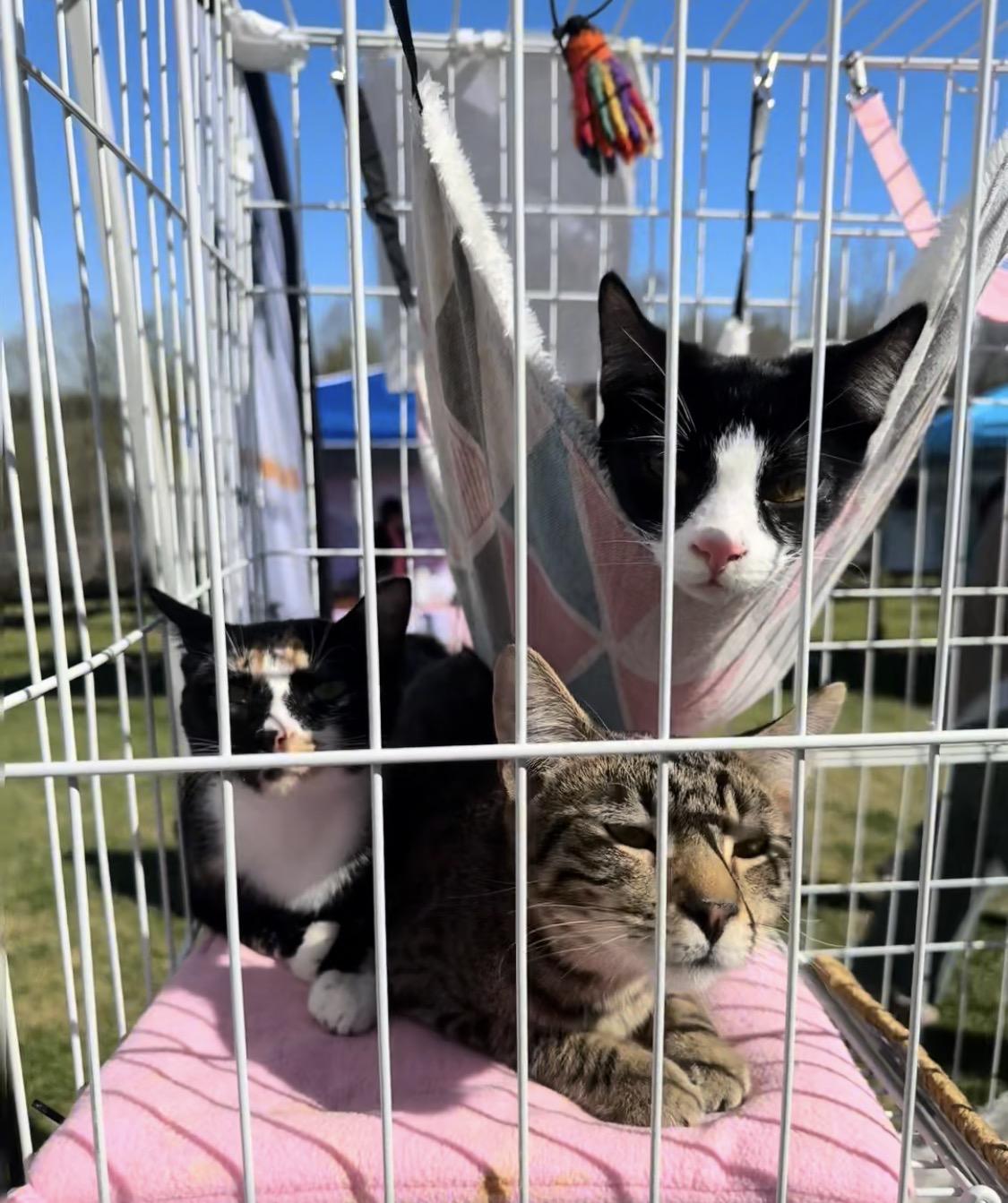 Enlarge 3 kittens males & female , a ADOPTABLE mixed breed in atlanta, GA image 4/5