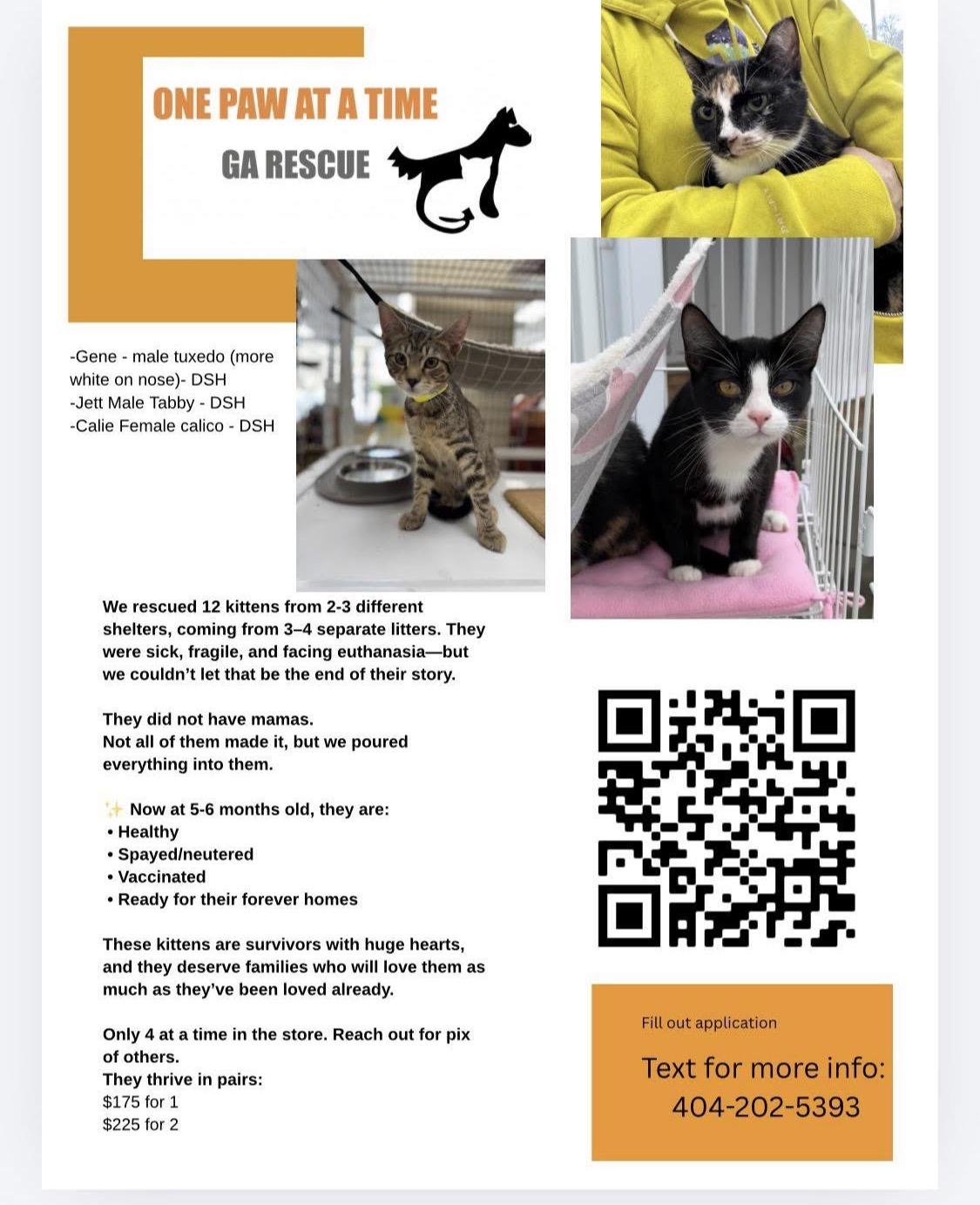 Enlarge 3 kittens males & female , a ADOPTABLE mixed breed in atlanta, GA image 5/5