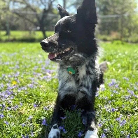 Todd, a Adoptable Border Collie in Dublin, OH image 1/3