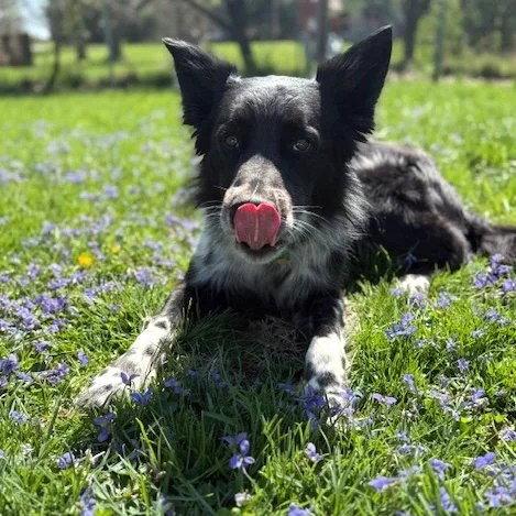 Todd, a Adoptable Border Collie in Dublin, OH image 2/3