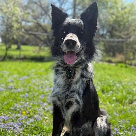 Todd, a Adoptable Border Collie in Dublin, OH image 3/3