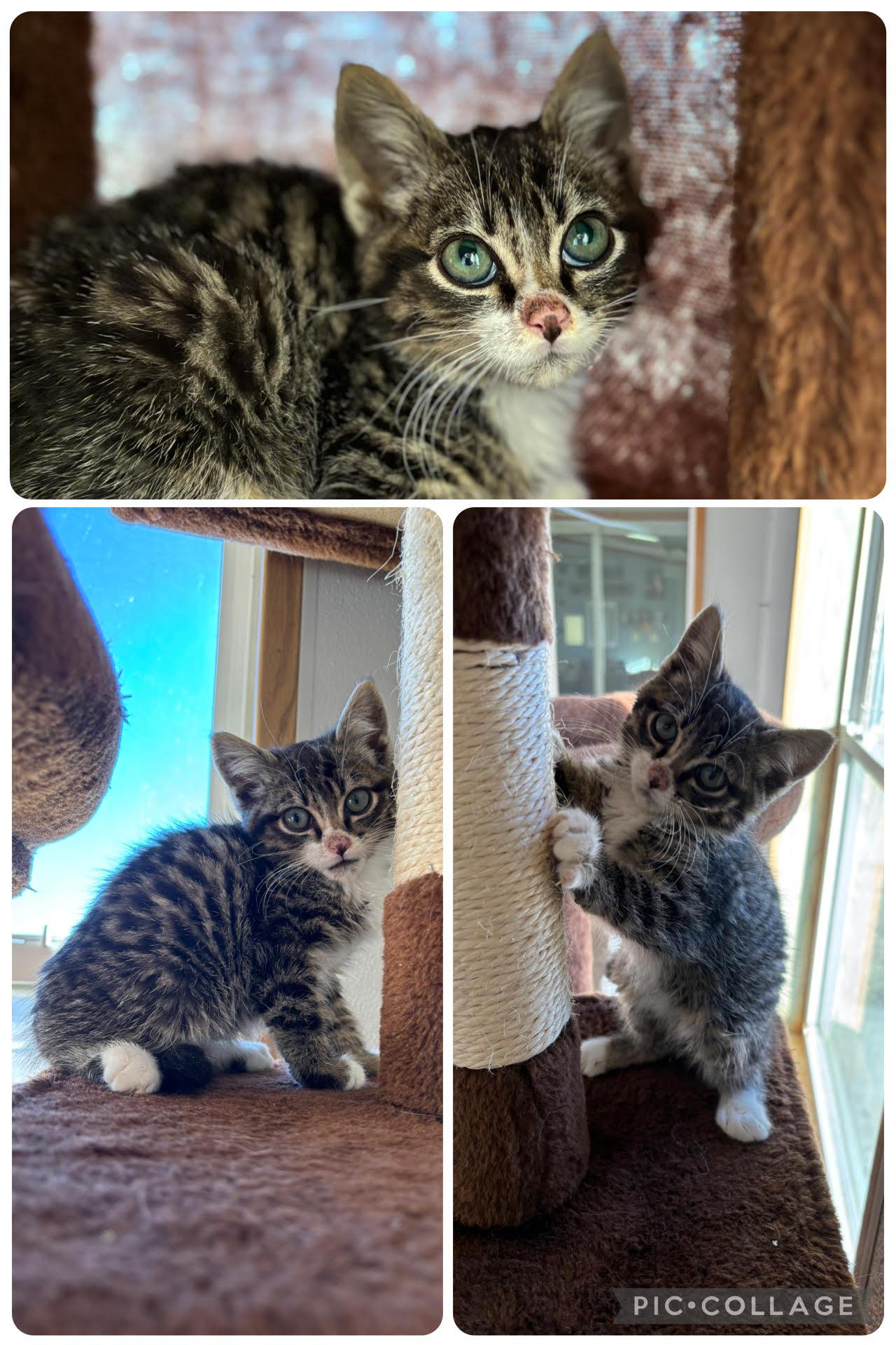 Rhett, an adoptable Domestic Short Hair in Rock Springs, WY, 82901 | Photo Image 1