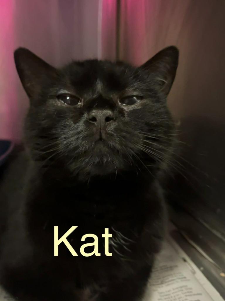 KAT, Adoptable, Young Female Domestic Short Hair.