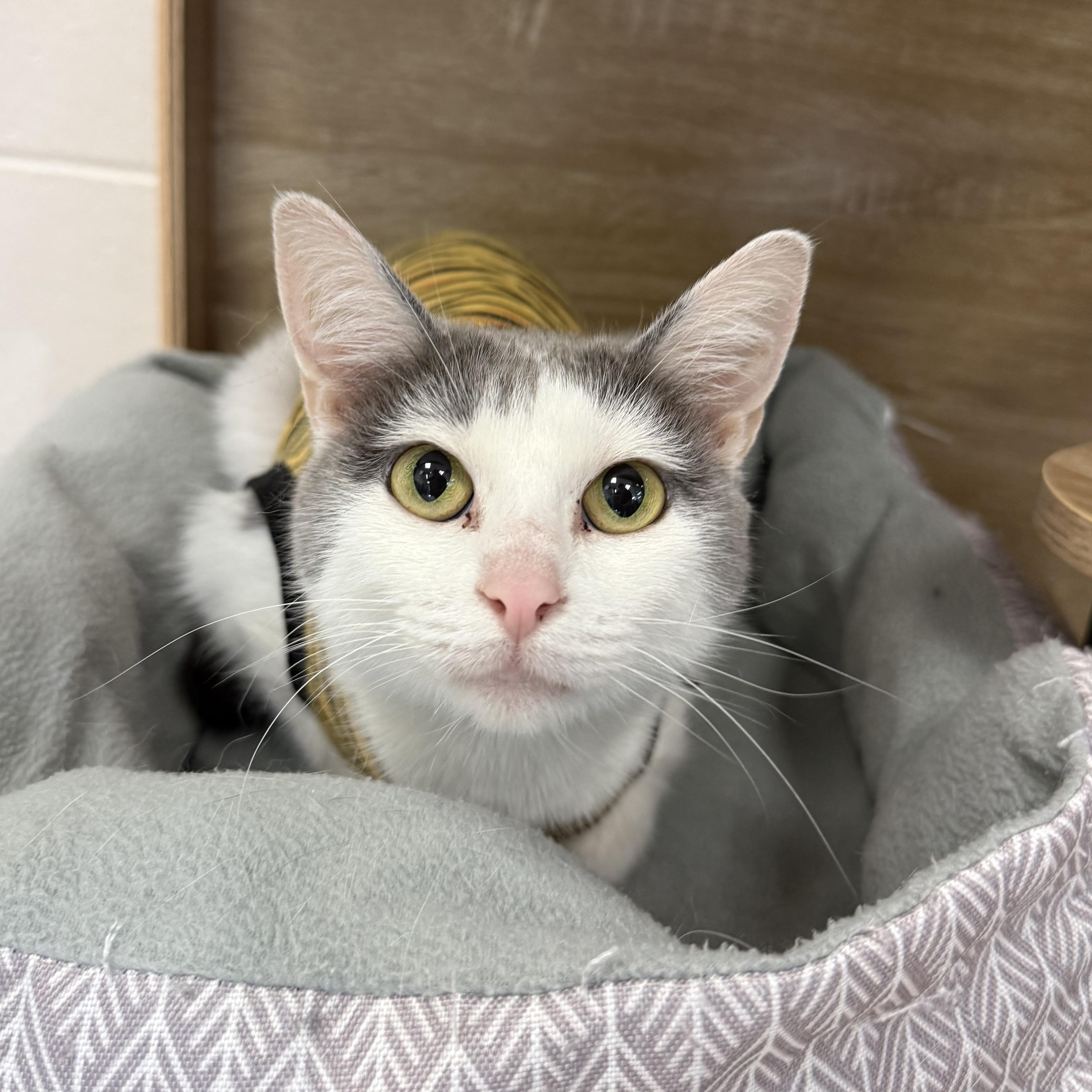Malora, Adult Female Domestic Short Hair
