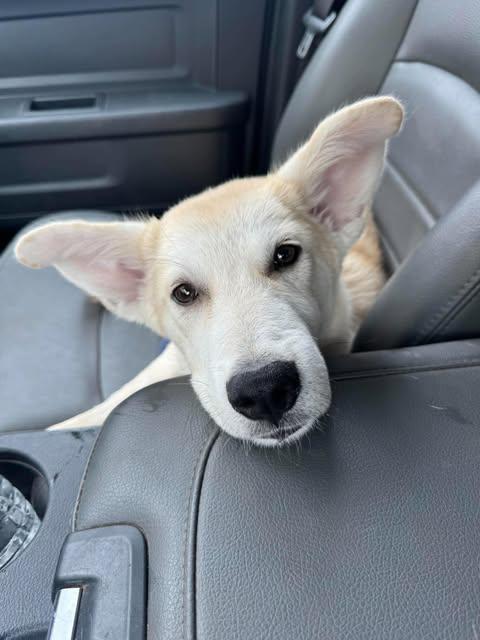 Enlarge Bella, a Adopted mixed breed in Chickasha, OK image 2/2
