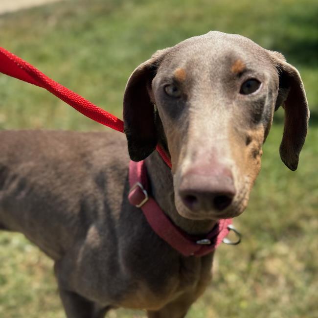 Enlarge Penelope - Adopted!, a Adoptable Doberman Pinscher in San Diego, CA image 1/3